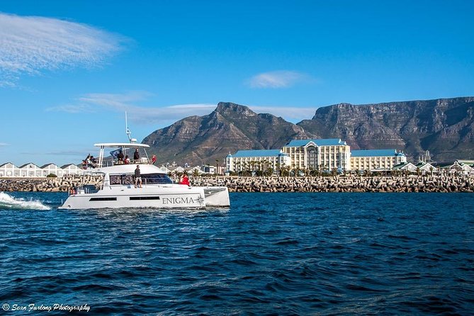 1 Hour Coastal Catamaran Cruise from Cape Town - Wildlife sightings are possible, not promised