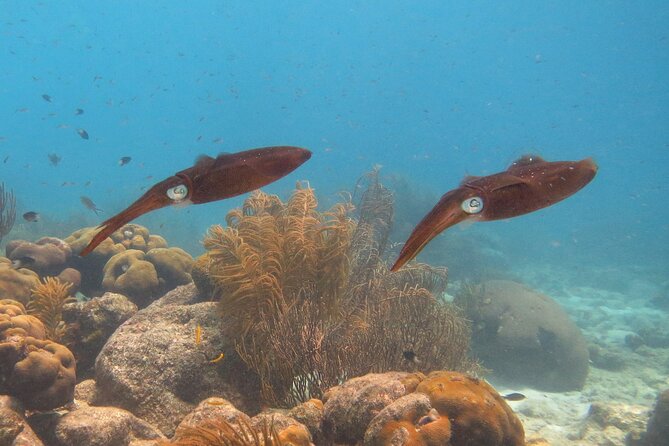 100% Private Charter Snorkel, Sail, Relax (Cruisers Friendly) - Klein Bonaire for a longer snorkel stop
