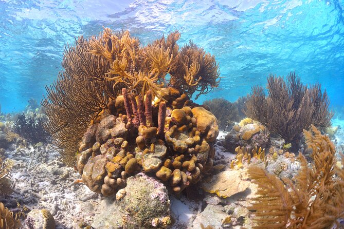 100% Private Charter Snorkel, Sail, Relax (Cruisers Friendly) - Starting at SoloBon Sailing Bonaire in Kralendijk