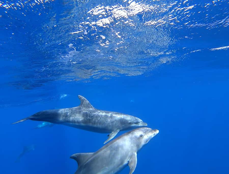 3-hour Catamaran Adventure on the waters of Sal Island - Who will enjoy this cruise most?