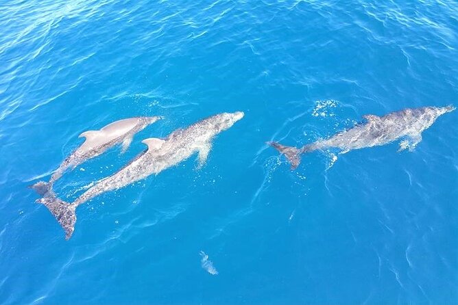 4-Hour Fort Lauderdale Sailing Charter - A look at the International Swimming Hall of Fame