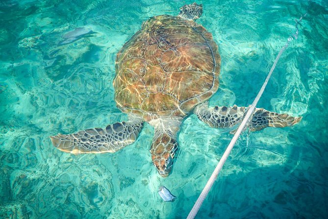 4H Lux 40' Catamaran All-Inclusive in Tulum and Playa del Carmen. - Fishing and lunch prepared on board
