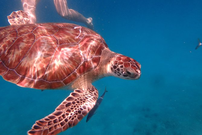 5-Hour Small-Group Catamaran Cruise from Bridgetown with Lunch - Who will enjoy this cruise most