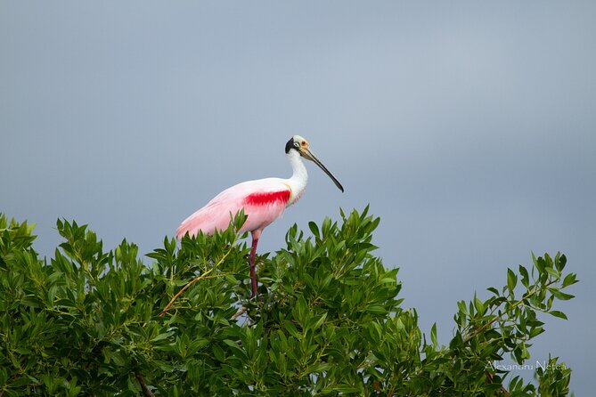 6hrs of Sailing in Bacalar Lagoon: discover Cenotes, Islands and Stromatolites. - Who will enjoy this Bacalar sailing most
