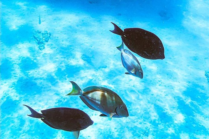 Adults Only Catalina Bay Small Group Snorkel & Sunset Sail - The sunset portion is the payoff