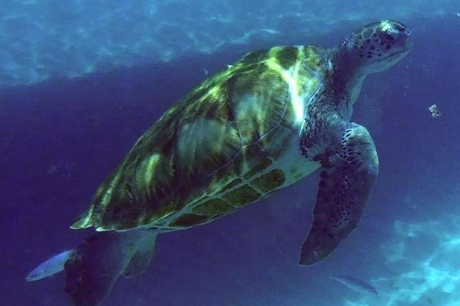 Afternoon Luxury Catamaran Sailing and Charter Cruise from Bridgetown - First stop: turtles in the late afternoon