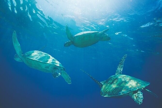 Afternoon Tradewind Sail from Waikoloa - Key points to know before you book