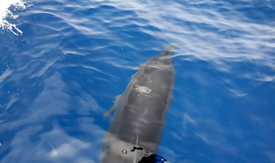 Agia Galini: South Crete Sailing Trip with Optional Lunch - Swimming, snorkeling, and time on the water