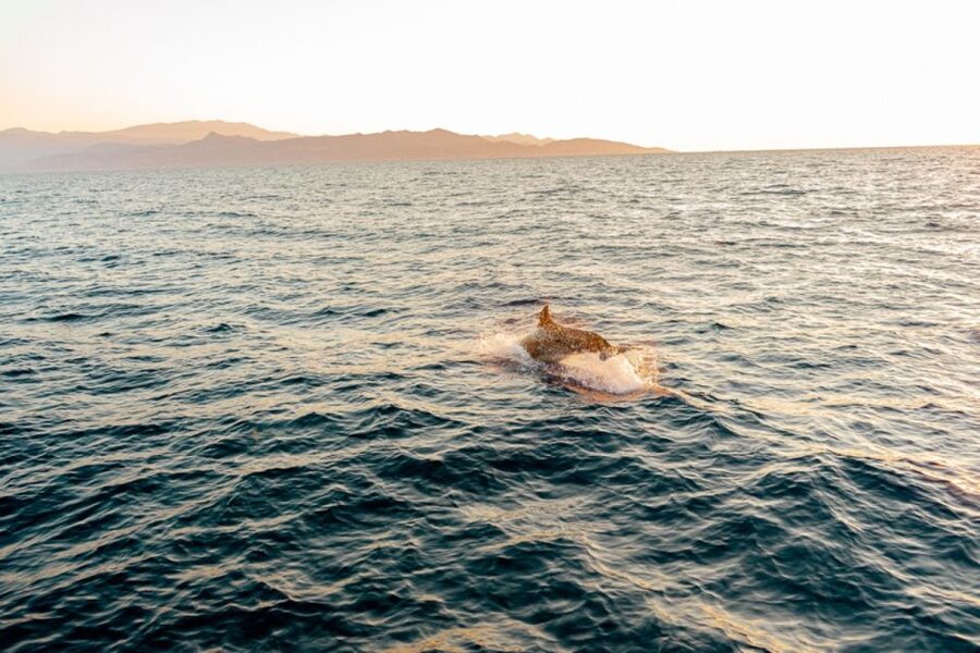 Agios Nikolaos: Mirabello Bay Sailing Cruise with Meal - A Cretan meal with wine and fruit