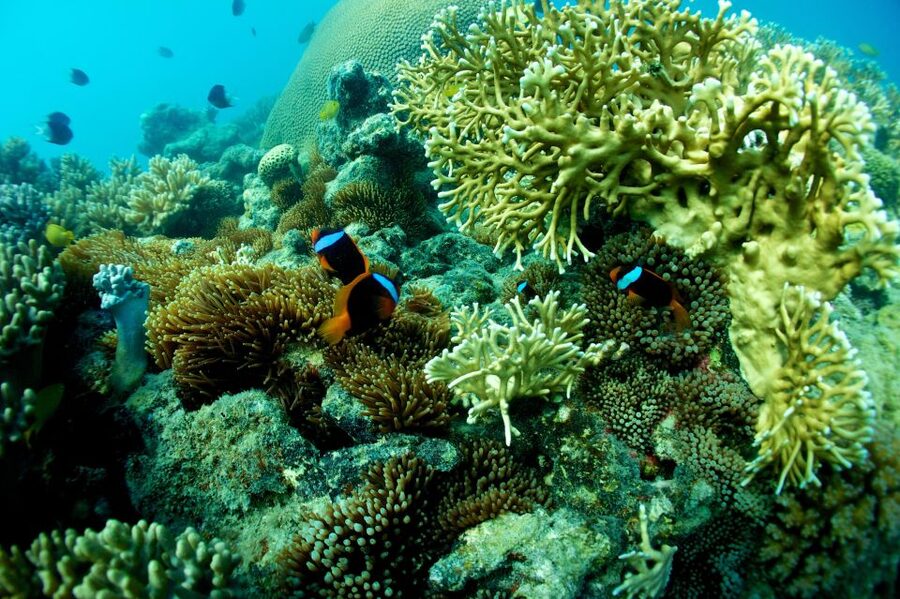 Airlie Beach: Whitsunday Islands Sailing, SUP & Snorkel Tour - Langford Island and its quiet sand cay