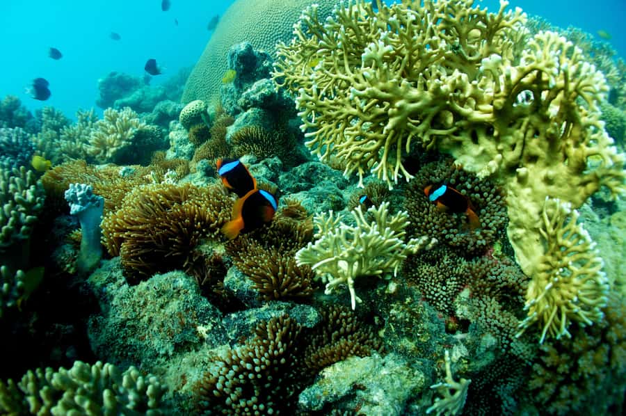 Airlie Beach: Whitsunday Islands Sailing, SUP & Snorkel Tour - Fresh food and an easy lunch break