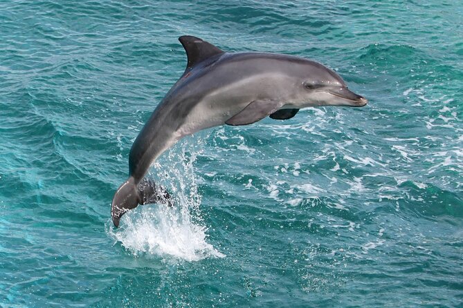 Alanya Catamaran Boat Trip incl. Lunch and drinks - Is the $36.04 price good value?