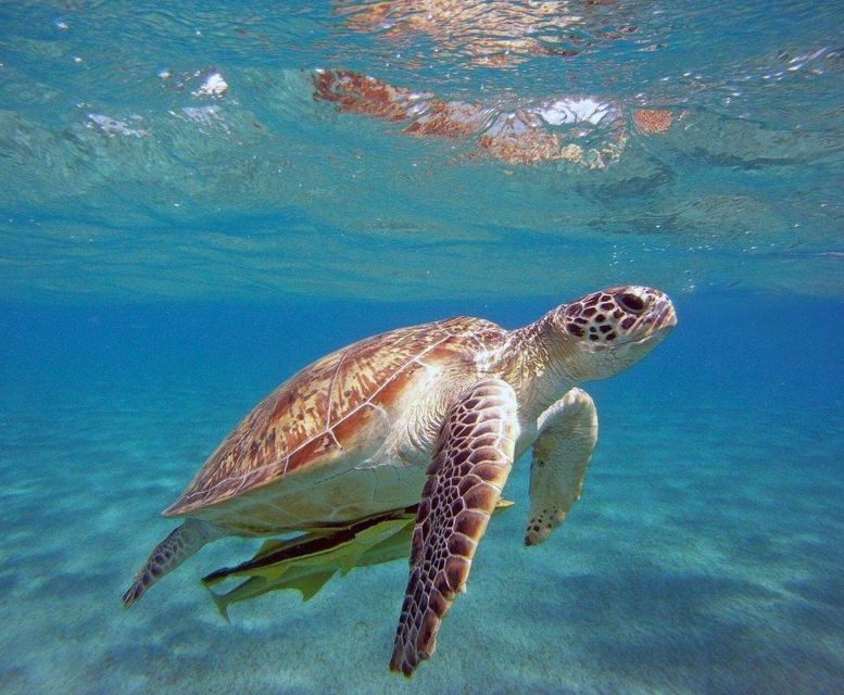 Alanya White Pearl Catamaran Cruise – Scenic Views & Swim - Cleopatra Beach from the water