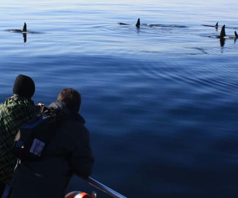 Andenes: Responsible Whale Watching with Classic Catamaran - Setting out from Andenes Harbor