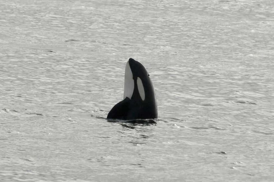 Andenes: Responsible Whale Watching with Classic Catamaran - What the boat day feels like