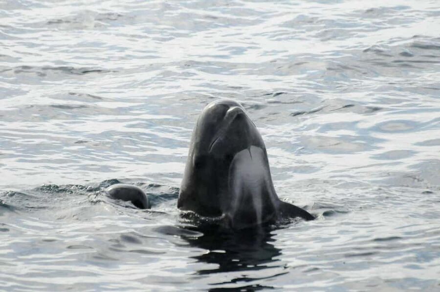 Andenes: Responsible Whale Watching with Classic Catamaran - Is $183 a fair price?