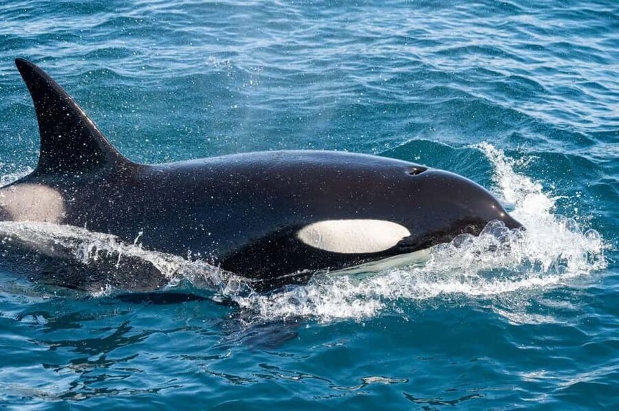 Andenes: Responsible Whale Watching with Classic Catamaran - Who will enjoy this tour most?