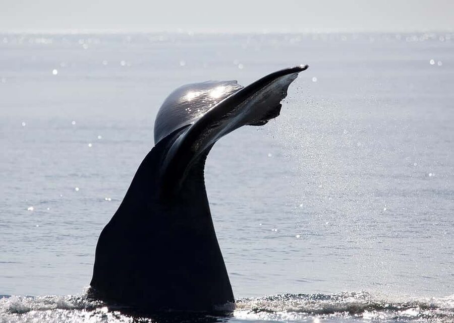 Andenes: Responsible Whale Watching with Classic Catamaran - Should you book this Andenes whale safari?