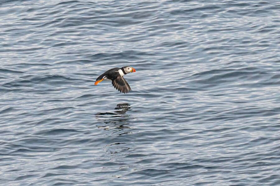 Andenes: Responsible Whale Watching with Classic Catamaran - Three to five hours in search of whales