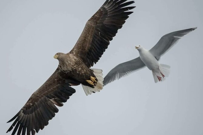 Arctic Fjordcruise & Safari in Tromso with Luxury Catamaran - Is three hours enough for the fjords?
