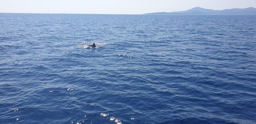 Athens: Riviera Catamaran Tour with Fresh Meal and Drinks - Sailing back to Pier 7