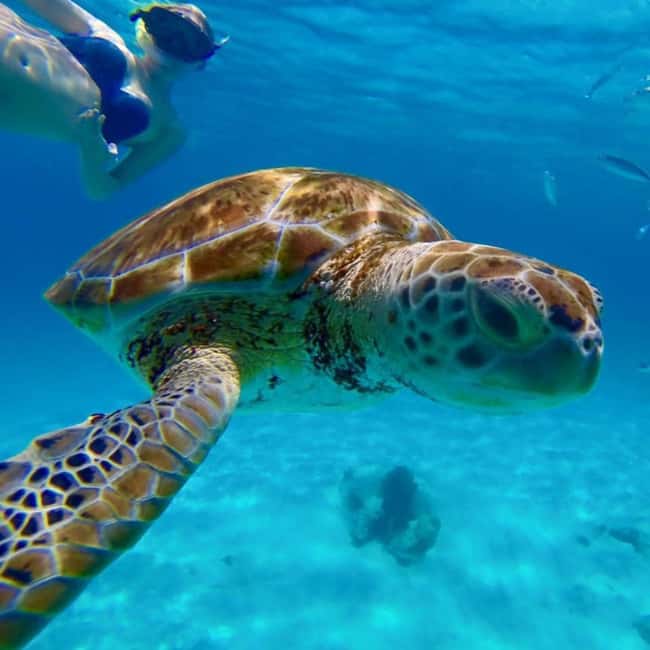 Barbados: Catamaran Tour with Snorkeling and Lunch - Turtle snorkeling in Carlisle Bay