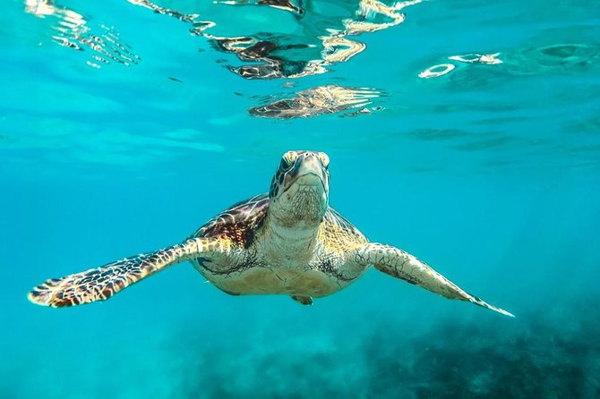 Barbados Catamaran Turtle and Shipwreck Snorkeling Cruise - Key points to know before booking