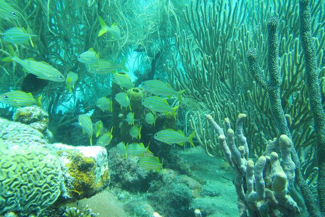 Barbados Catamaran Turtle and Shipwreck Snorkeling Cruise - Lunch, drinks, and the value of $85
