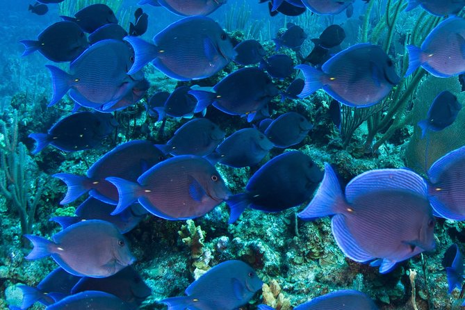 Barbados Catamaran Turtle and Shipwreck Snorkeling Cruise - Who will enjoy this cruise most