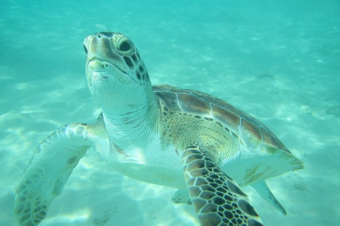 Barbados Catamaran Turtle and Shipwreck Snorkeling Cruise - The first 45-minute stop: turtles and reef life
