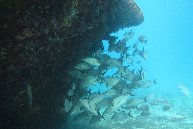 Barbados Snorkeling and Sailing Adventure for Small Groups - Shipwrecks, fish, and underwater sights