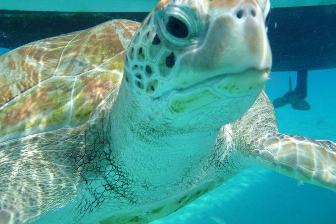 Barbados Sunset and Snorkeling Catamaran Cruise - Two halves of one Barbados outing