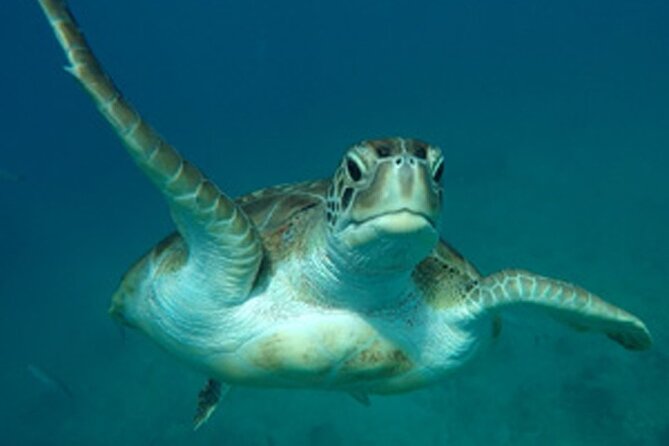 Barbados Sunset and Snorkeling Catamaran Cruise - From wet suits to sparkling wine