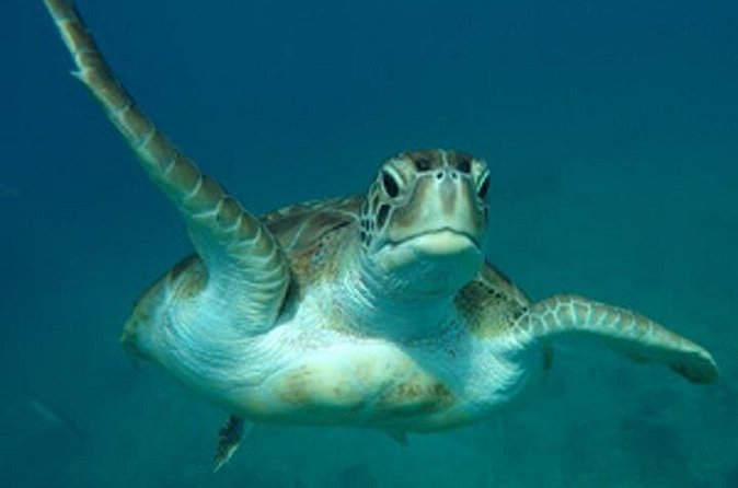 Barbados Sunset and Snorkeling Catamaran Cruise - The value of $110 per person