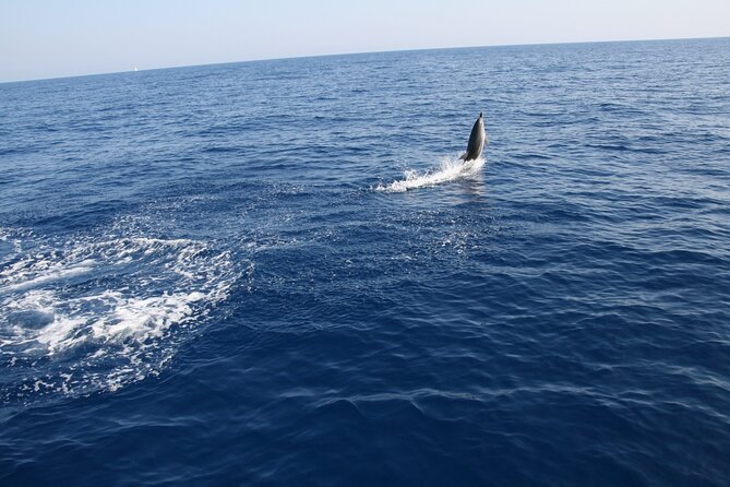 Bari sailing cruise in search of dolphins - Setting out from Bari’s Marisabella port