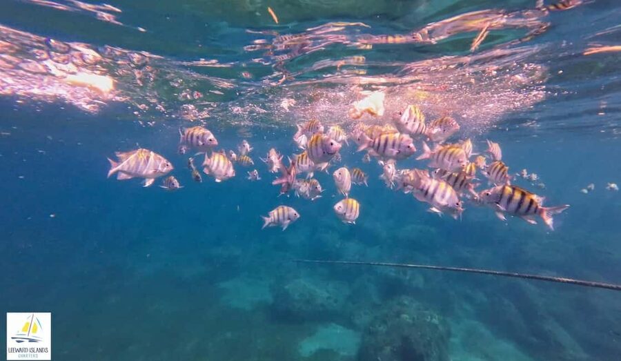 Basseterre: St Kitts 4-hour Catamaran Snorkel Cruise & Lunch - Is $80 Good Value?
