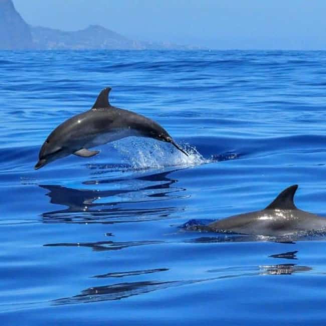 Benalmádena: Sailing & Dolphin Watching with Snacks/Drinks - A Swim Stop in Calm Water