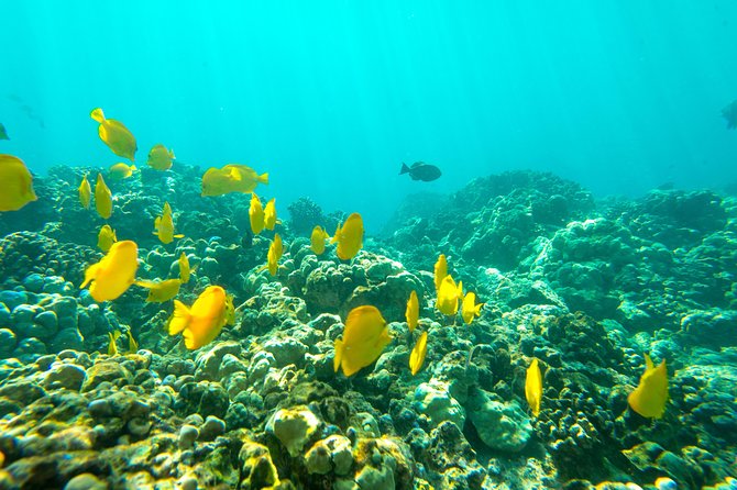 Big Island: Captain Cook Snorkel On A Power Catamaran With Lunch - Lunch, snacks, and the fun after snorkeling