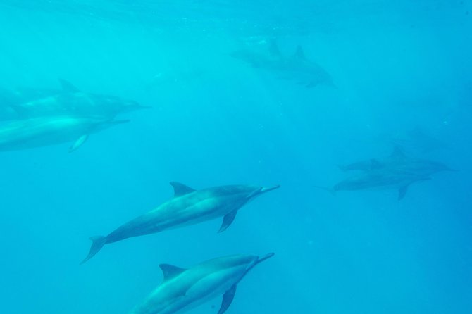 Big Island: Captain Cook Snorkel On A Power Catamaran With Lunch - Booking timing and weather rules