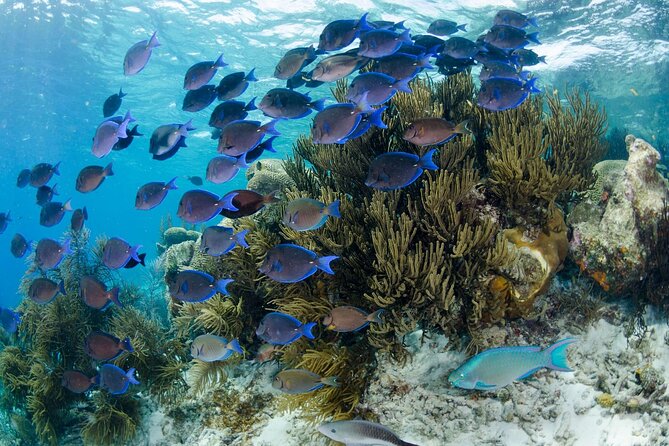 Brunch & Snorkel Catamaran Tour - How the $135 Price Works for You