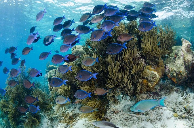 Brunch & Snorkel Catamaran Tour - My Take on the Food, Water Time, and Service