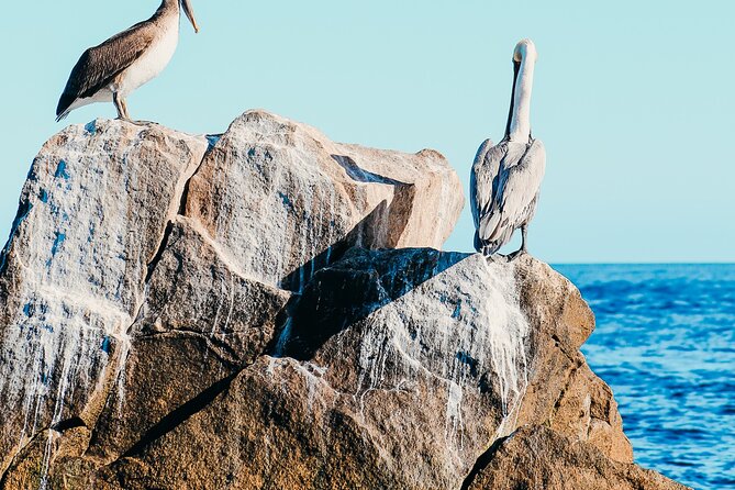 Cabo Private Catamaran: Chill Experience with Sup and Float Mat - Who should book this private cruise