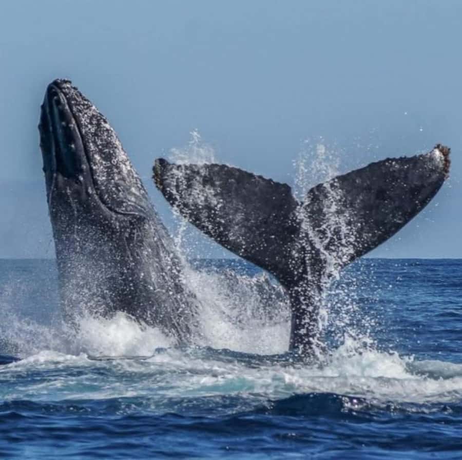Cabo: Private Yacht Tour, Water Activities, Lunch & Drinks - Practical details for a smoother outing