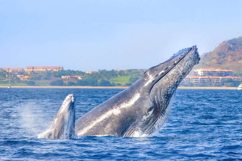 Cabo San Lucas: Luxury Catamaran Whale Watching Experience - Key points at a glance