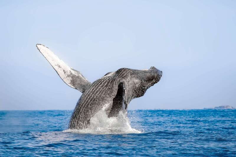 Cabo San Lucas: Luxury Catamaran Whale Watching Experience - What you can see beyond the humpbacks