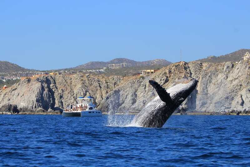 Cabo San Lucas: Luxury Catamaran Whale Watching Experience - The catamaran setup and comfort on board