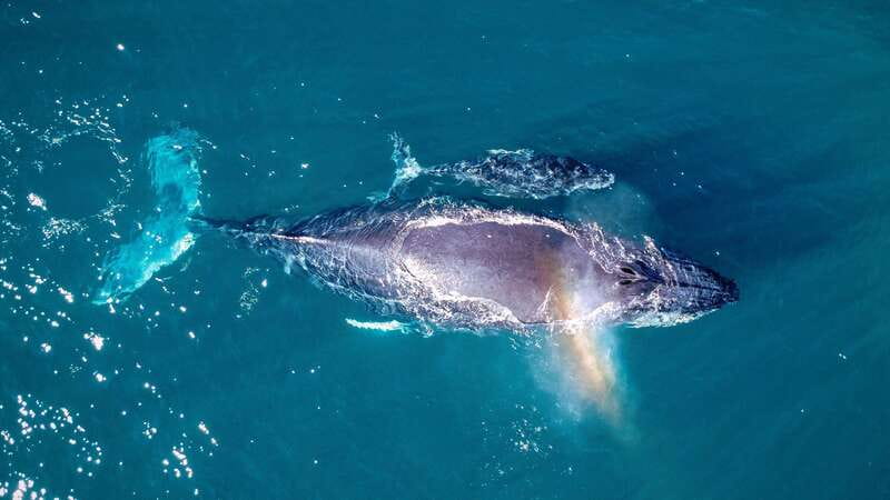Cabo San Lucas: Luxury Catamaran Whale Watching Experience - Appetizers and an open bar, not just a quick snack