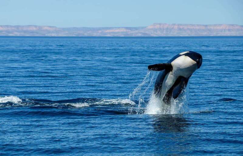 Cabo San Lucas: Luxury Catamaran Whale Watching Experience - When to book and what to bring