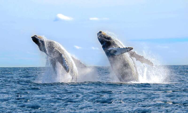 Cabo San Lucas: Luxury Catamaran Whale Watching Experience - A two-and-a-half-hour route from Cabo Marina to open water