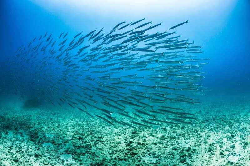 Cabo San Lucas: Snorkel, Lunch and Sail Experience - A Spacious Catamaran With Room to Move